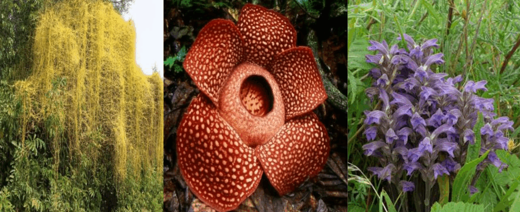 Imágenes de distintas holoparásitas Cuscuta reflexa (amarilla) Rafflesia arnoldii (naranja) y Orobanche purpurea (morado)
