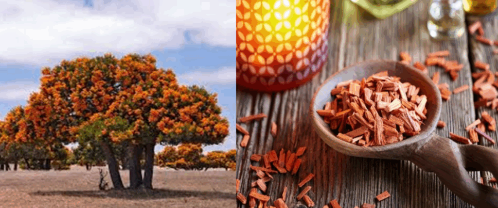 Imagen del árbol de Navidad australiano, Nuytsia floribunda y la madera de sándalo a partir de la cual se obtiene el aceite.