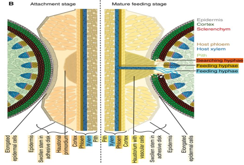 Figura que representa la organización de los tejidos de parásito y hospedador durante las fases de adhesión e infección. Obtenido de Balios et al., 2024.